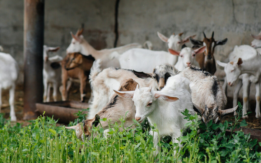 ventajas de la produccion ecologica en el ganado caprino
