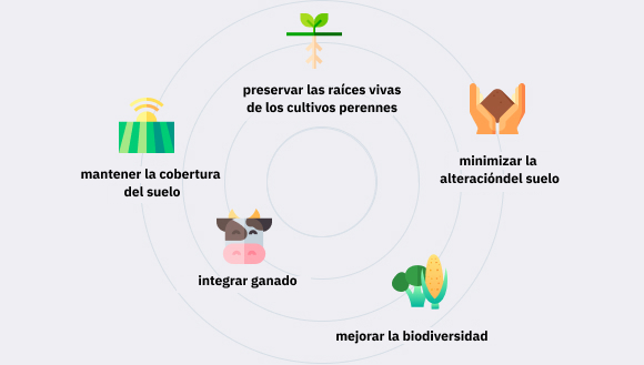 ventajas de las plantas perennes en la agricultura sostenible