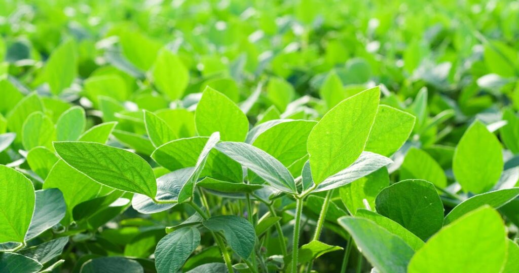 ventajas de usar fertilizantes foliares en sistemas de agricultura de precision