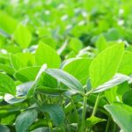 Ventajas De Usar Fertilizantes Foliares En Sistemas De Agricultura De Precisión