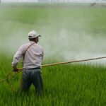 Diferencias En La Sanidad Vegetal Entre Agricultura Convencional Y Agroecológica