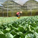 3 Estrategias Para Aumentar La Rentabilidad En La Agricultura Convencional