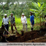 5 Tips Para Una Gestión De Recursos Exitosa En La Agricultura Orgánica