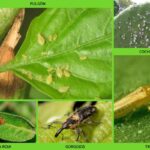 6 Consejos Para Prevenir Plagas Y Enfermedades En Plantas
