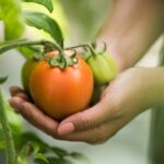 5 Secretos Para Una Correcta Gestión De La Sanidad Vegetal En La Agricultura