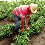 4 Habilidades Esenciales Para Una Gestión De Recursos Exitosa En El Sector Agrícola