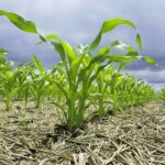 3 Herramientas Esenciales Para El Monitoreo Y Seguimiento De Cultivos En Agricultura Convencional