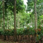 5 Factores Clave A Considerar Al Seleccionar Sistemas Agroforestales En Función Del Clima Y El Suelo