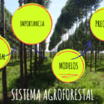 4 Claves Para Seleccionar Las Especies Adecuadas En Sistemas Agroforestales