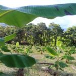 Cuáles Son Las Tendencias Actuales En Sistemas Agroforestales A Nivel Mundial