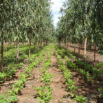 Cómo Implementar Sistemas Agroforestales Exitosos En Diferentes Tipos De Terreno