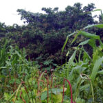 Ventajas De Los Sistemas Agroforestales Para La Seguridad Alimentaria Y La Mitigación De La Pobreza