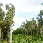 Por Qué La Capacitación Y Formación Es Fundamental Para El éxito En Sistemas Agroforestales
