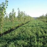 5 Secretos Para Mejorar La Rentabilidad De Los Sistemas Agroforestales