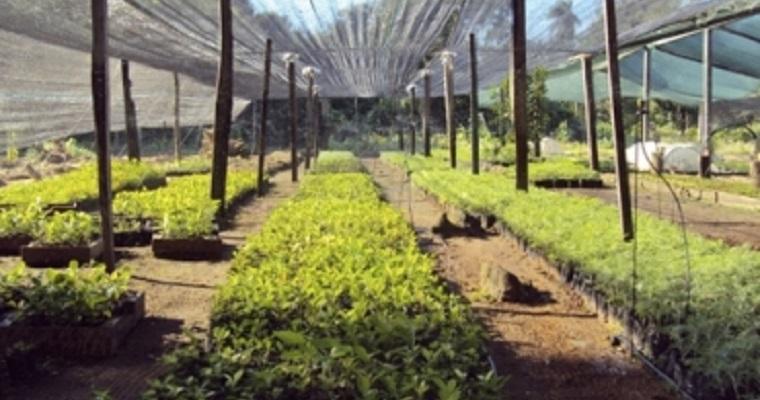 Cómo Hacer Un Análisis De Mercado Para Un Vivero Forestal - Agrosabio