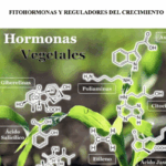 Cómo Actúan Las Hormonas Vegetales En El Crecimiento Y Desarrollo De Las Plantas