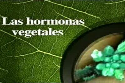 hormonas vegetales 2