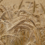 ¿Qué sucede si se siembra trigo en suelos con bajos niveles de nutrientes?