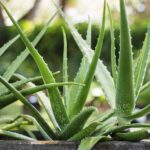 Cómo puedo cuidar adecuadamente una planta de Aloe vera