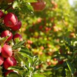 Cuidados básicos para árboles frutales en primavera