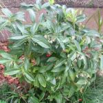 Cómo cuidar un arbusto Ardisia crenata en tu jardín
