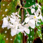 Begonia Maculata: Cuidados y Reproducción