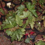 Cuidado y variedades de Begonias