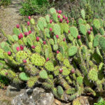 Cactus, Suculentas y Plantas Grasas - Consejos de Verdecora