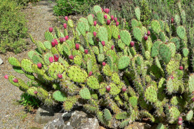 cactus 44