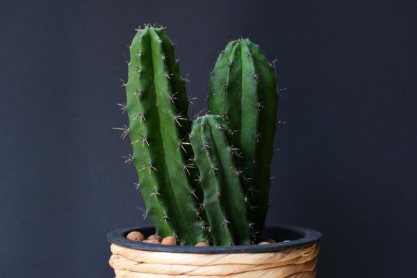 cactus decorativos 1