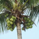 Cómo cuidar un cocotero (Coco Nucífera) correctamente