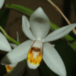 Características de Coelogyne Cristata, la Orquídea de Febrero