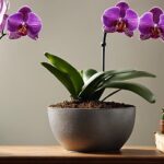 Cómo y cuándo fortalecer orquídeas