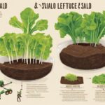 Cómo cultivar lechuga en 7 pasos