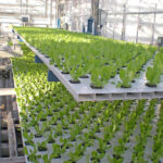 Cultivo hidropónico: crecimiento espectacular sin tierra