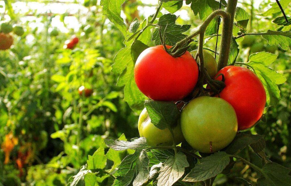 entutorado tomates 1