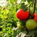 Cómo acertar al entutorar tomates correctamente en el huerto