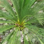 Cómo crear un paisajismo destacado con palmeras en tu jardín