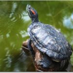 Consejos para criar tortugas en un estanque exterior