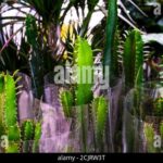 Cómo cuidar la Euphorbia Trigona para un cultivo saludable