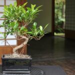 Cómo cuidar el Ficus Ginseng para tener un bonsái saludable