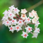 Cómo cuidar Leptospermum Scoparium y la Flor de Cera
