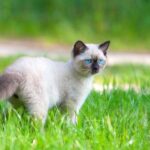 Características del gato siamés