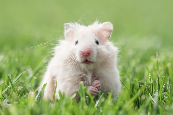 hamsters animales 1