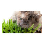 Beneficios y cuidados de la hierba gatera para tu felino