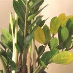 Hortensia con hojas amarillas Causas y soluciones