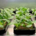 Cómo acelerar el crecimiento de las plantas del huerto de vegetales