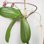 Cómo se puede cuidar y reproducir keikis de orquídeas