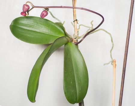 keikis orquideas 1