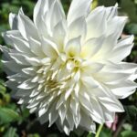 El encanto de la Dalia, una flor del Nuevo Mundo